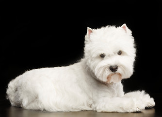 West highland white terrier Dog  Isolated  on Black Background in studio