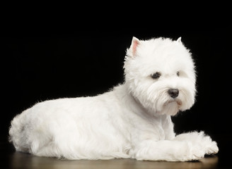 West highland white terrier Dog  Isolated  on Black Background in studio