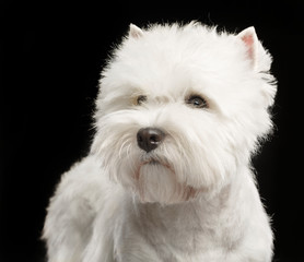 West highland white terrier Dog  Isolated  on Black Background in studio