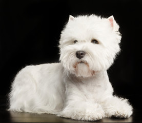 West highland white terrier Dog  Isolated  on Black Background in studio