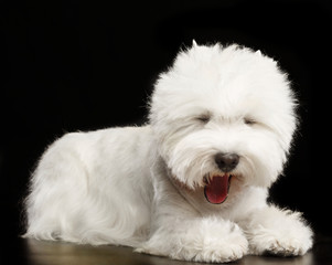 West highland white terrier Dog  Isolated  on Black Background in studio