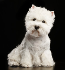 West highland white terrier Dog  Isolated  on Black Background in studio