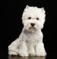 West highland white terrier Dog  Isolated  on Black Background in studio