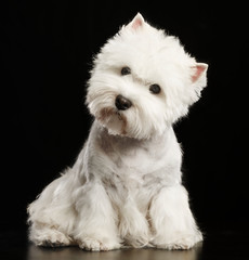 West highland white terrier Dog  Isolated  on Black Background in studio