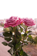 pink rose on black background