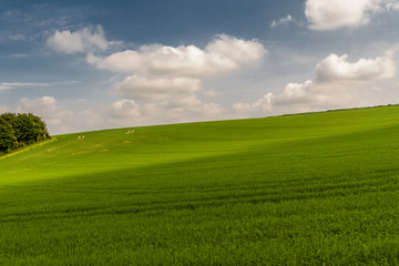 Fototapeta premium English countryside green fields.