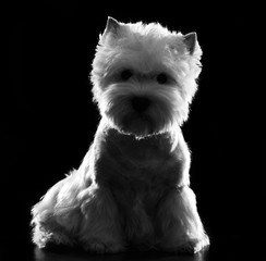 West highland white terrier Dog  Isolated  on Black Background in studio