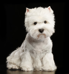 West highland white terrier Dog  Isolated  on Black Background in studio