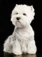 West highland white terrier Dog  Isolated  on Black Background in studio
