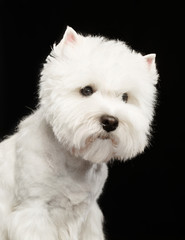 West highland white terrier Dog  Isolated  on Black Background in studio