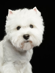 West highland white terrier Dog  Isolated  on Black Background in studio