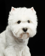 West highland white terrier Dog  Isolated  on Black Background in studio