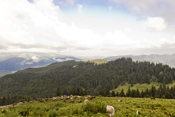 Fototapeta premium Viaje a Rumania 2018. Montaña, Ciudad.Carpatos, Transfagarasan..