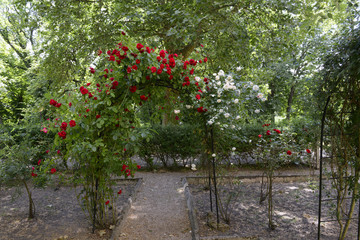 Roses in garden