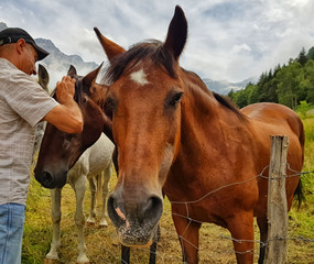 Fototapeta premium A man strokes one brown horse on the head