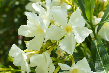 White oleander flowers on branches in sunlight