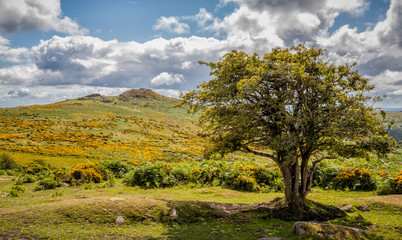 Dartmoor landscape with gnarled tree in foreground and tor in background