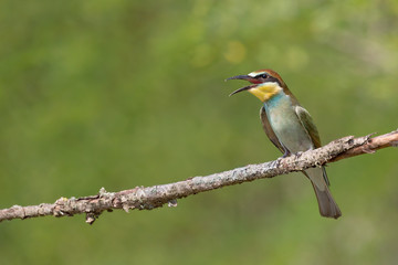Fototapeta premium Giovane gruccione europeo (Merops apiaster)