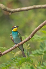 Giovane gruccione europeo (Merops apiaster)