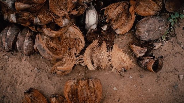 the coconut shell