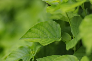 White flowers with green foliage beautiful backdrop.