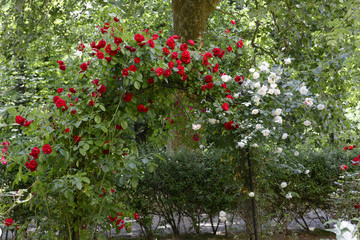 Roses in garden