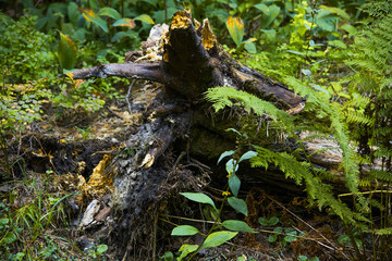 The trunk of a tree with roots fallen in the forest