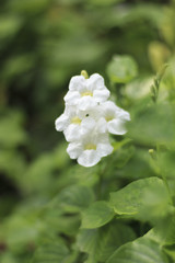 White flowers with green foliage beautiful backdrop.