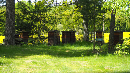 bee keeping in sweden