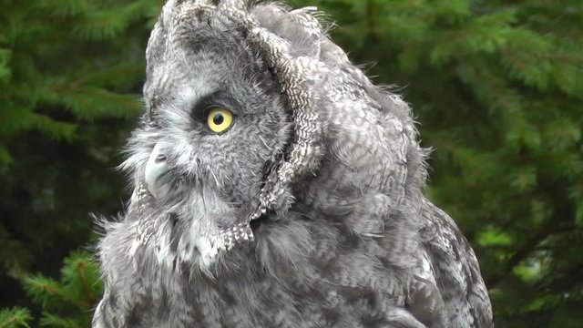 Beautiful big Owl in Forrest Amazing yellow eyes and face