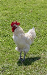 White rooster walking on green grass