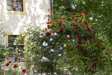 Roses in garden