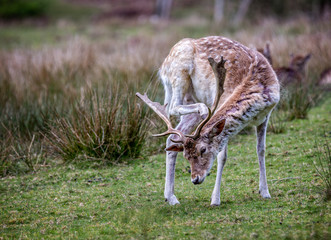 Naklejka na ściany i meble Fallow deer scratching with hind leg behind its antlers
