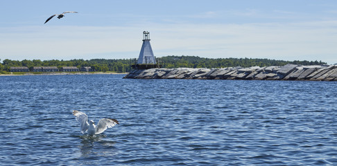 Seagulls in Burlington harbour 265