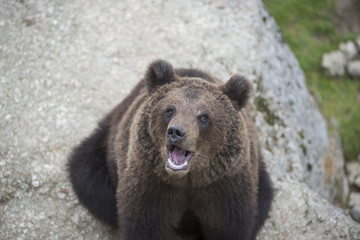 a young brown bear on rock during summer