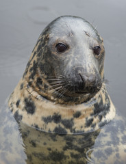 a seal in the water, a close up