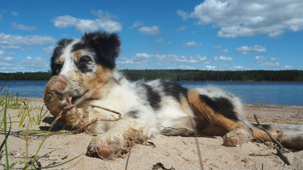 puppy at the lake