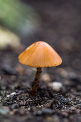 tiny brown mushroom on the ground with creamy background