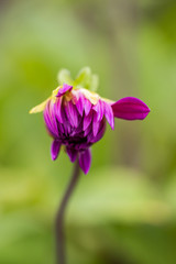 beautiful pink flower bud with green background