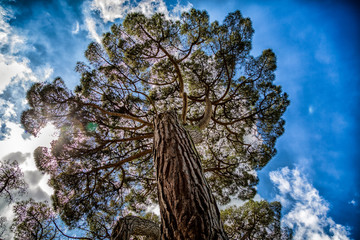 Fototapeta premium Looking up at massive tree canopy with sun streaming through