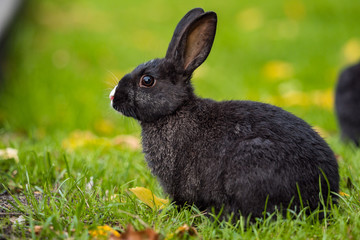 close up portrait of cute black bunny sitting on green grasses