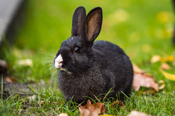close up of cute black bunny with white nose sitting on grass having a grass in its mouth