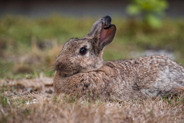 close up of brown rabbit laying on the ground