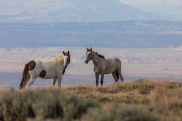 Obraz na płótnie Canvas Wild horses in the Colorado High Desert