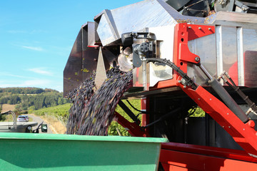 Harvesting grapes by a combine harvester