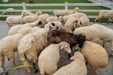 Naklejka premium Cute funny happy sheep at outdoor garden nature field valley