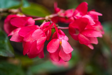 a bunch of red flowers on the tip of a branch with green leaves background