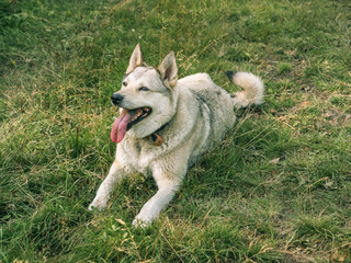 Grey siberian husky dog in green grass