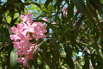 Pink Oleander Nerium shrub grows in the tropical garden