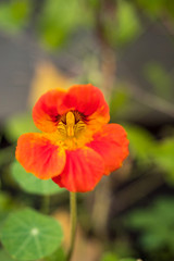 Obraz premium single beautiful orange flower in the field